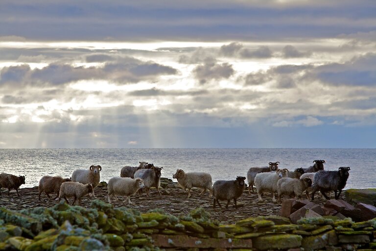 North Ronaldsay Sheep