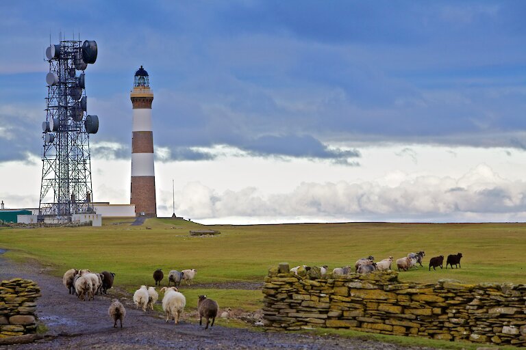 North Ronaldsay Lighthouse & Sheep