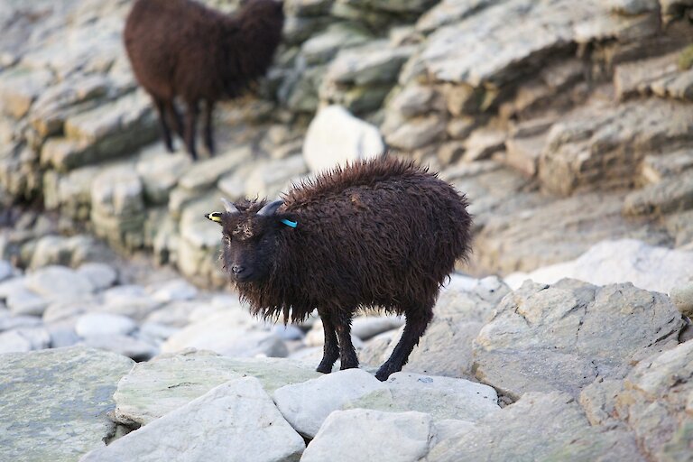 North Ronaldsay Sheep