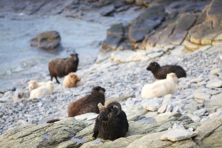North Ronaldsay Sheep