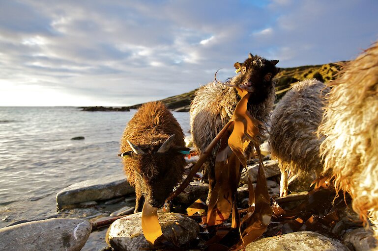 North Ronaldsay Sheep