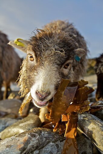 North Ronaldsay Sheep