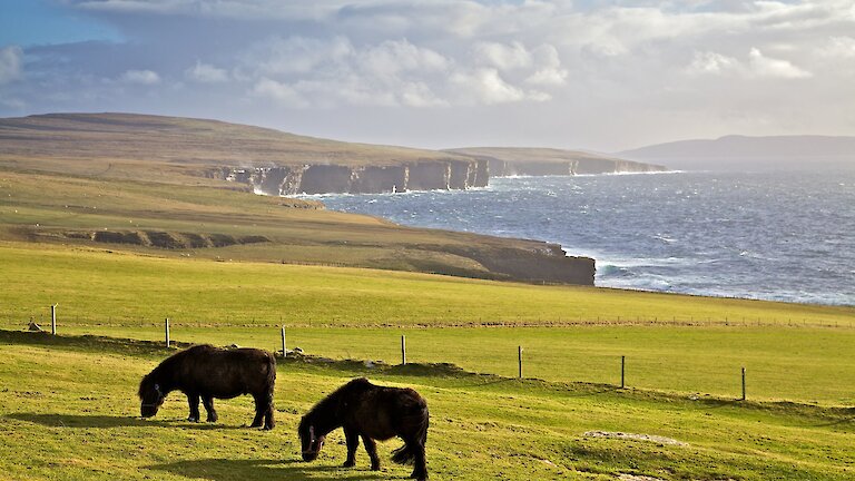 Ponies grazing, Westray