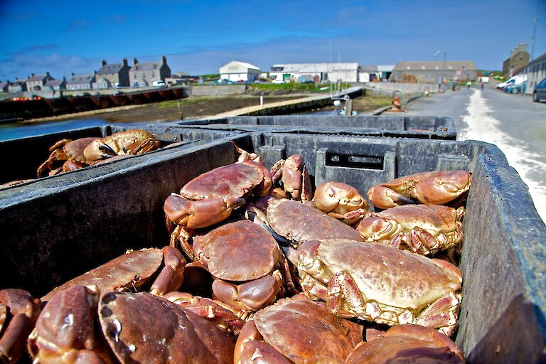 Westray Crab