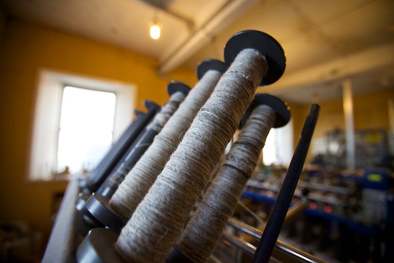 Wool production in North Ronaldsay