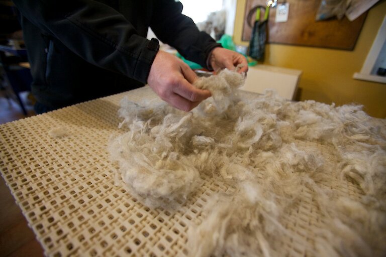 Wool production in North Ronaldsay