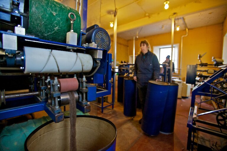 Wool production in North Ronaldsay