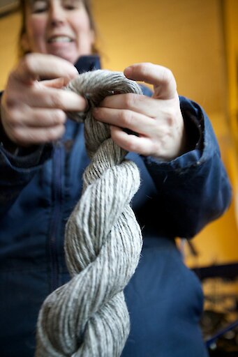Wool production in North Ronaldsay