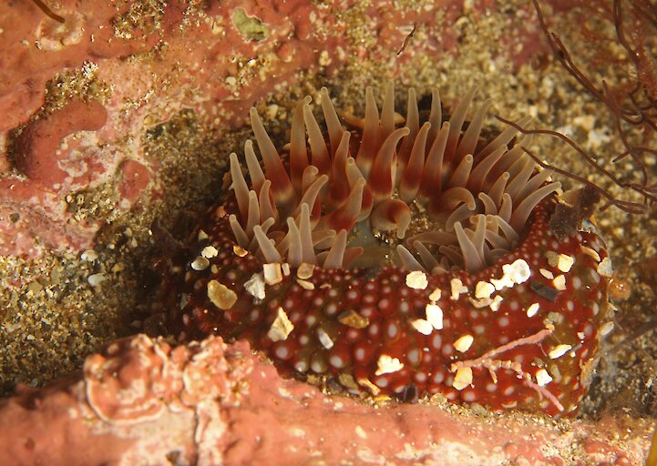 Urchin