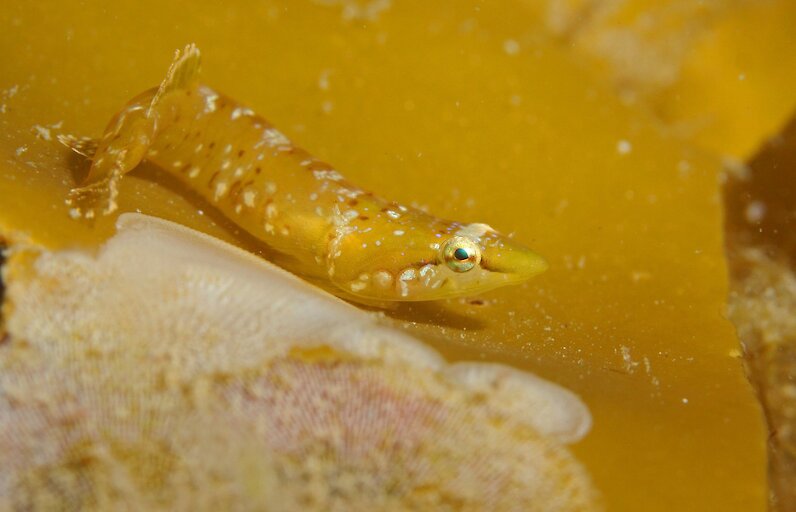 Clingfish