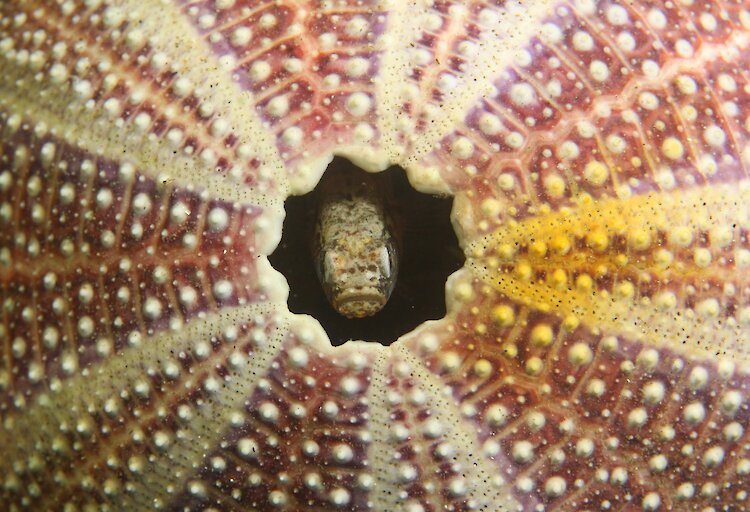 Urchin