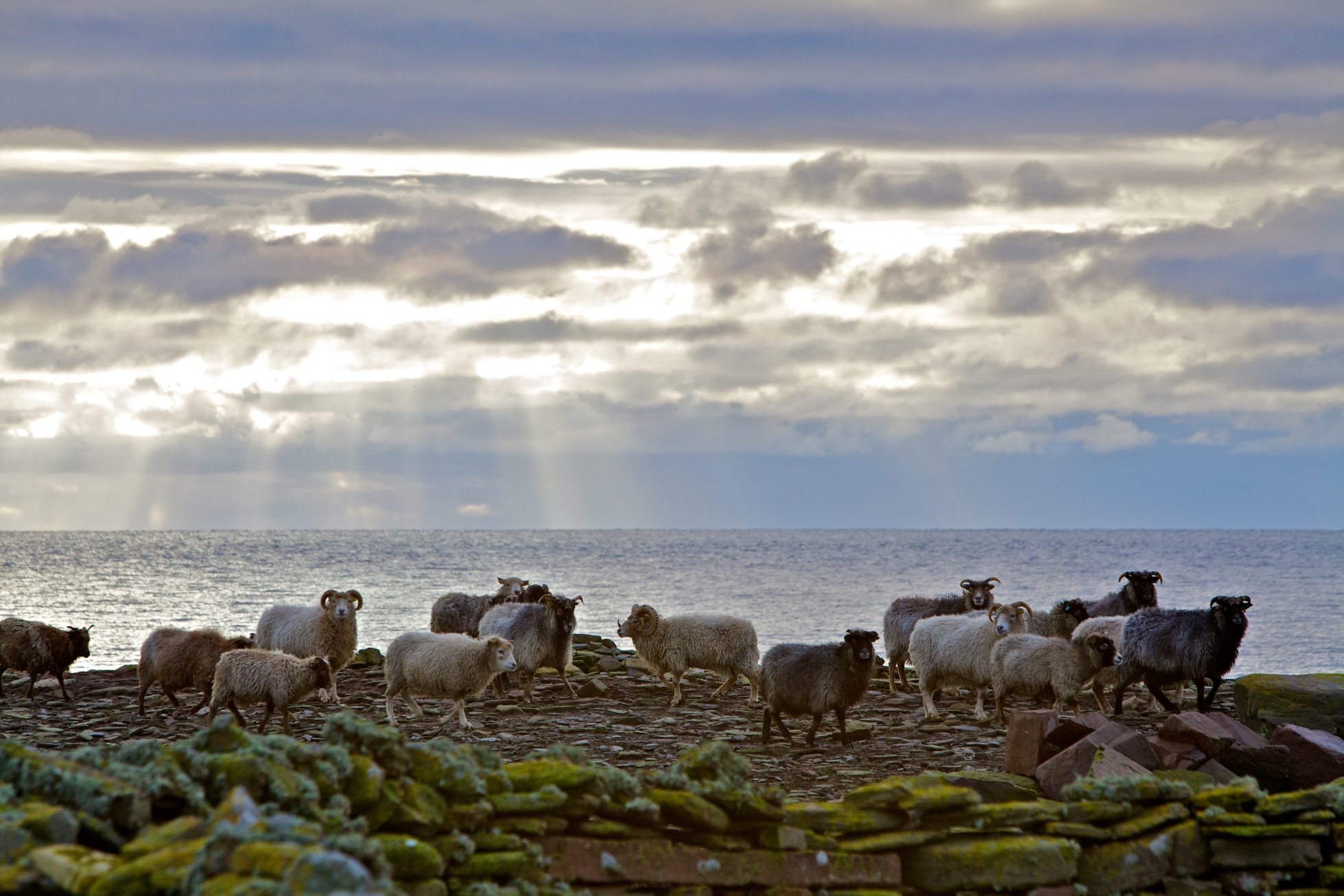 Vacancy - North Ronaldsay Sheep Dyke Warden | North Isles Landscape ...