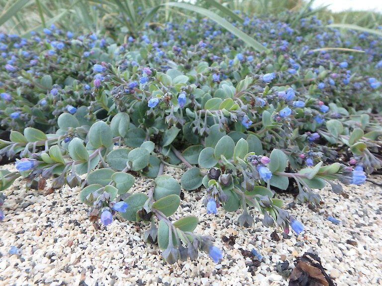 Oysterplant has been previously recorded in Eday, Egilsay, North Ronaldsay, Sanday, Stronsay and Westray. Image: Tim Dean