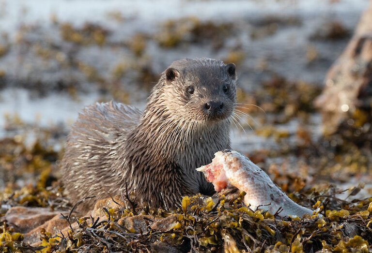 A female otter eating a wrasse