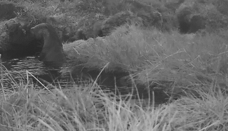 Otter using freshwater pool, high in moorland hills. (Trail camera still)