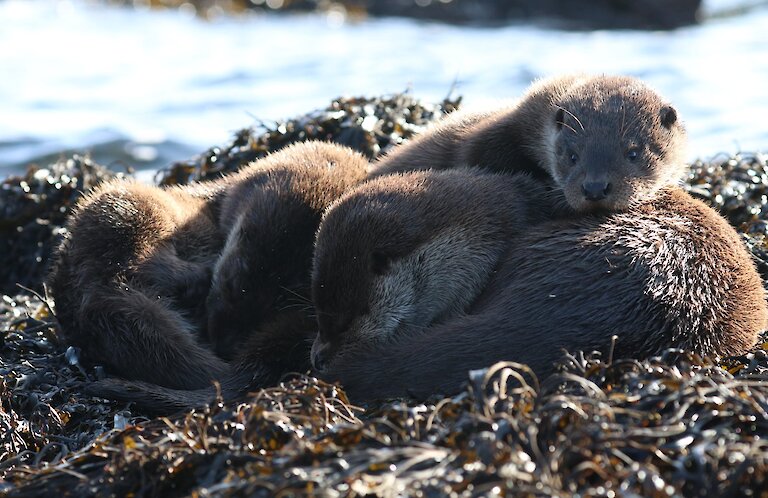 Female and cubs on Eday in winter 2020