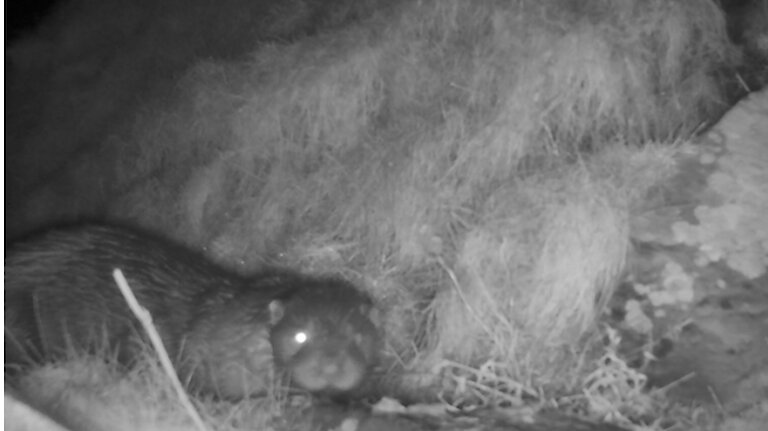 Male otter, appearing to be blind in one eye. (still image from trail camera)