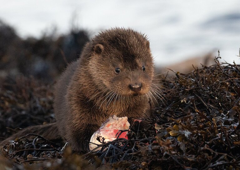A young cub with a fish, brought to it by its mother (2021)