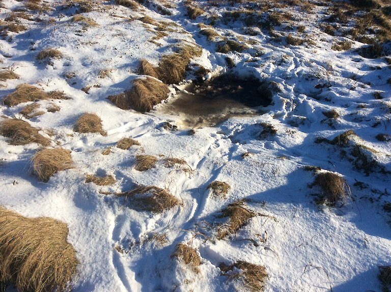Otter foot and body sliding prints in snow, near a freshwater pool in Stronsay