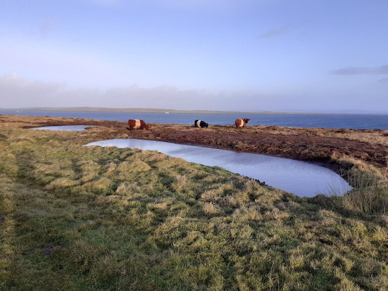 Belted Galloway cattle grazing near a pool in Wyre 2023.