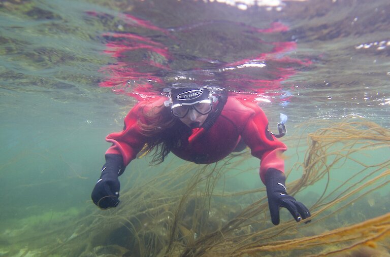 A snorkeller exploring Mermaid's Tresses in Eday