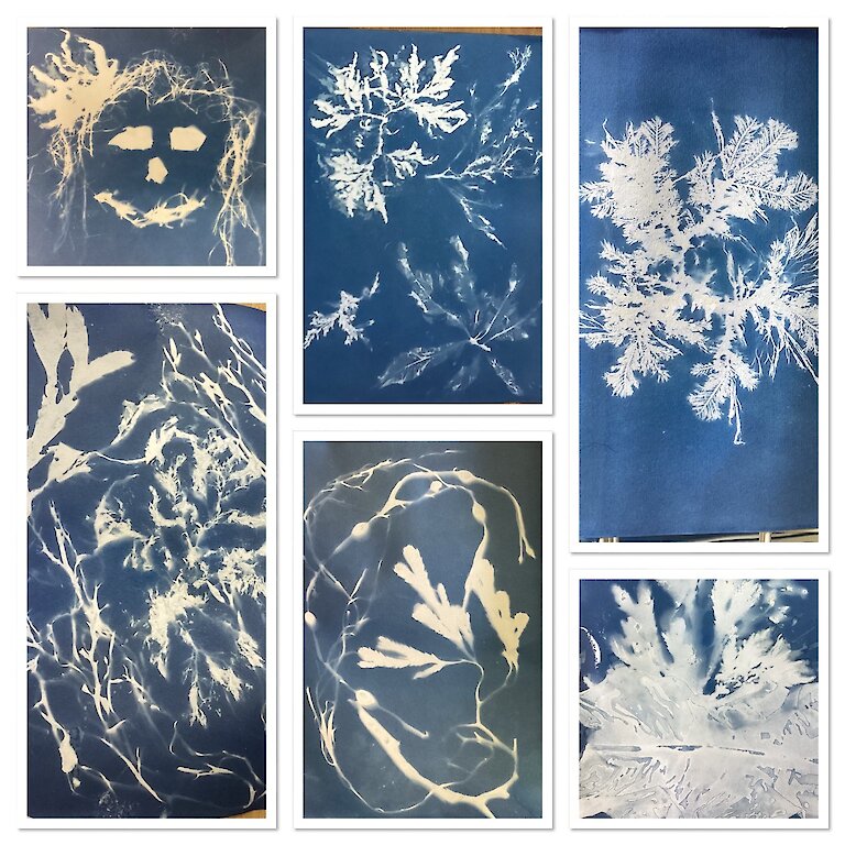 Some cyanotype prints made from collected seaweed specimens