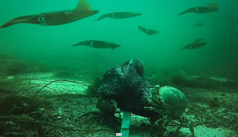 As well as Flapper Skate, other wildlife like these squid were caught on the BRUV cameras